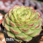 Echeveria Harry Potter - Image 2