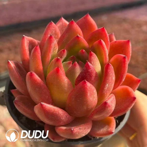 Echeveria Dimples - Image 2