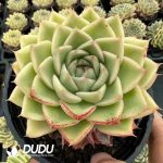 Echeveria Drunken Dream - Image 2