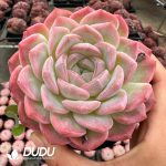 Echeveria Egyptian Pharaoh - Image 2