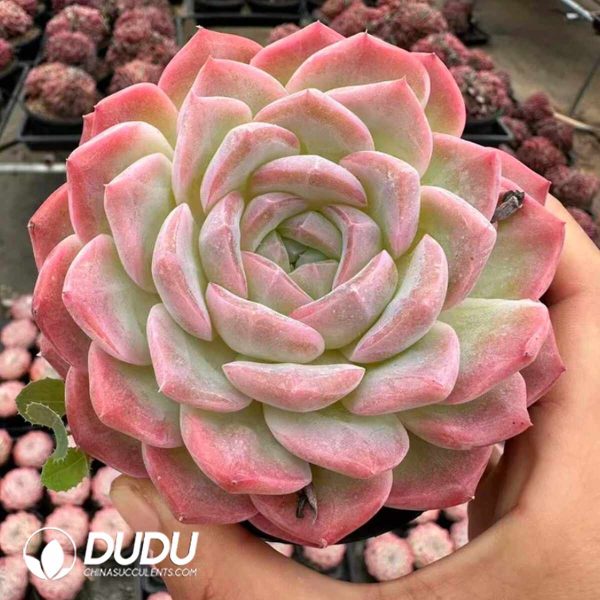 Echeveria Egyptian Pharaoh - Image 2