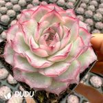 Echeveria Cherry - Image 2