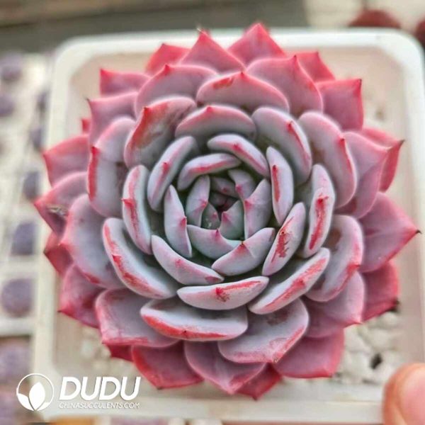 Echeveria Shuqi - Image 2