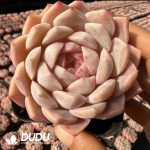 Echeveria Yunzhong He - Image 2