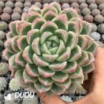 Echeveria Snowflake Tsingtao Beer - Image 2