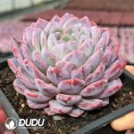 Echeveria Rouge Snow - Image 2