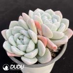 Echeveria Jade Butterfly Double Heads - Image 2