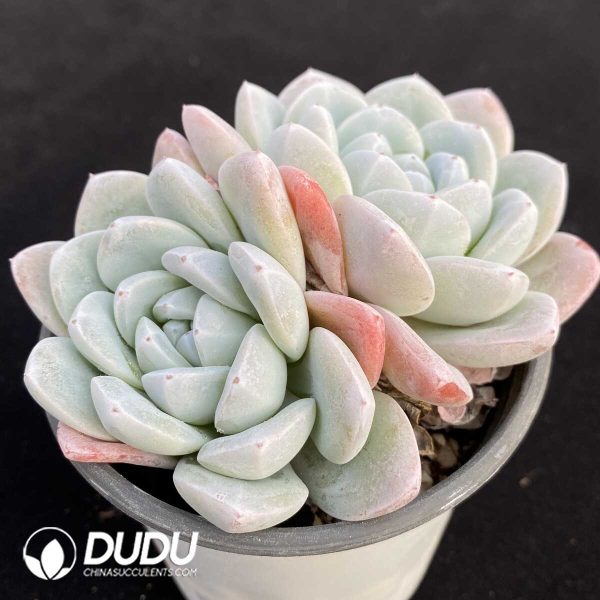 Echeveria Jade Butterfly Double Heads - Image 2