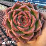 Echeveria Mink - Image 2