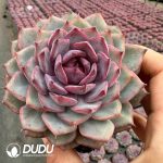 Echeveria Smurfs - Image 2