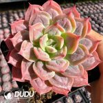 Echeveria The Drunken Beauty - Image 2