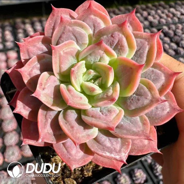 Echeveria The Drunken Beauty - Image 2