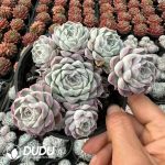 Echeveria Siren Cluster - Image 2