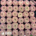 Echeveria Fragrant Lily - Image 2