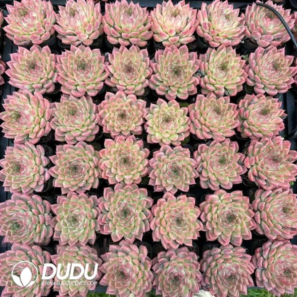 Echeveria Fragrant Lily - Image 2