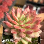 Echeveria Neptune - Image 2