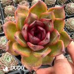 Echeveria Starry Night Prince - Image 2