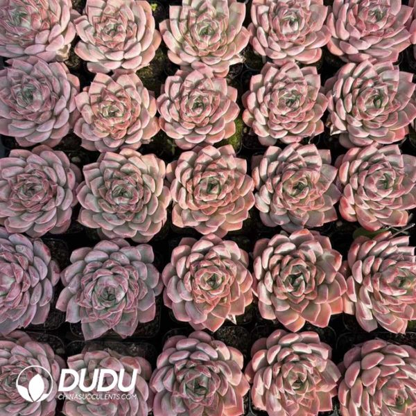 Echeveria Cherry Blossom Wine - Image 2