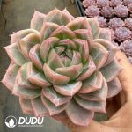 Echeveria Qingluan - Image 2