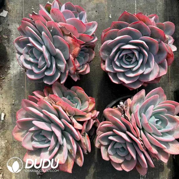 Echeveria Pink Blue Double Heads - Image 2