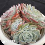 Echeveria Jade Butterfly Clustering - Image 2