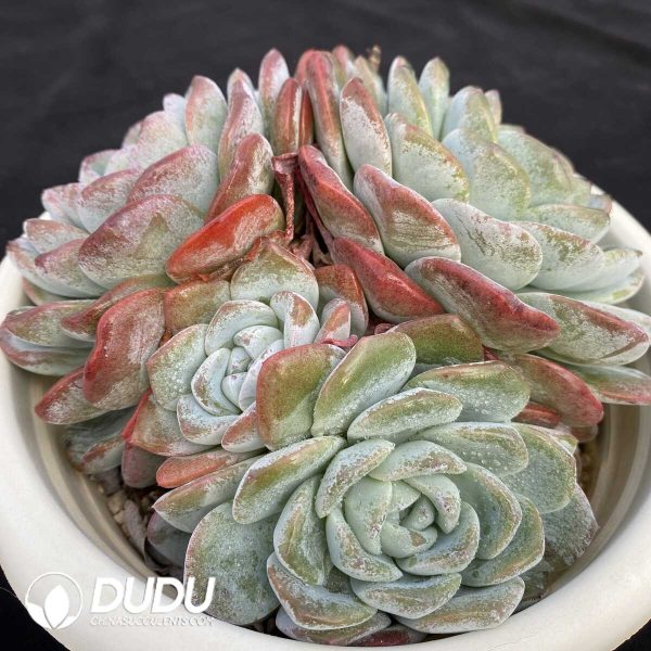 Echeveria Jade Butterfly Clustering - Image 2