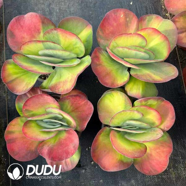 Kalanchoe Tetraphylla Middle Yellow Variegated - Image 2