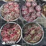 Echeveria Green Dragon - Image 2