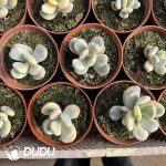 Cotyledon Orbiculata cv - Image 2