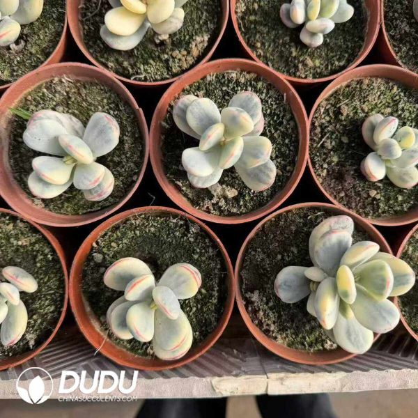 Cotyledon Orbiculata cv - Image 2