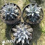 Echeveria Devil's Claw - Image 2