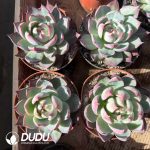 Echeveria Agavoides Casio - Image 2