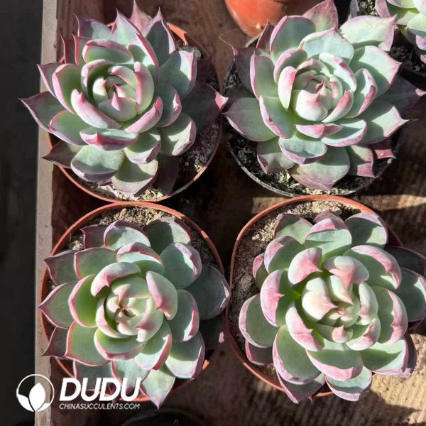 Echeveria Agavoides Casio - Image 2