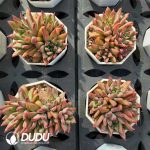 Echeveria Whale Clustering - Image 2