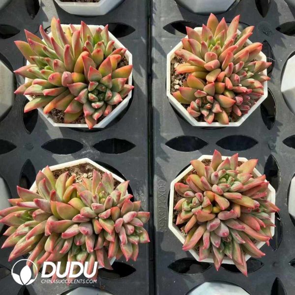 Echeveria Whale Clustering - Image 2