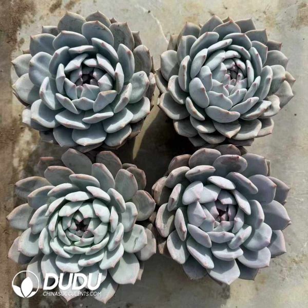 Echeveria Dream Blue - Image 2