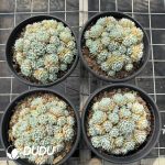 Echeveria Captain Clustering - Image 2