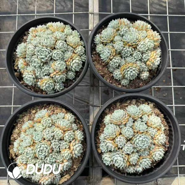 Echeveria Captain Clustering - Image 2