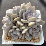 Echeveria M Xue Clustering - Image 2
