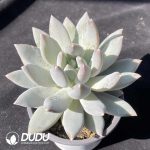 Echeveria Angel's Wings - Image 2