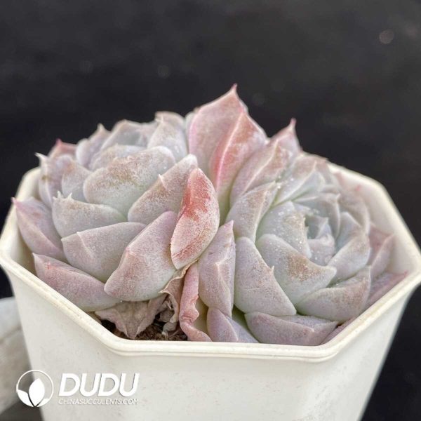 Echeveria Athena Double Heads - Image 2