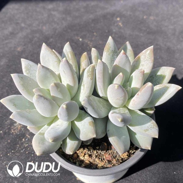 Echeveria Angel's Wings Double Head - Image 2