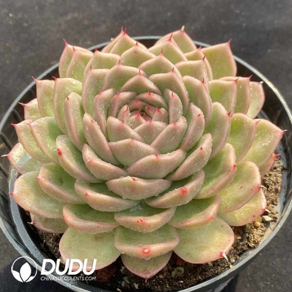Echeveria Straw Stalk - Image 2
