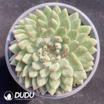 Echeveria Pingu - Image 2