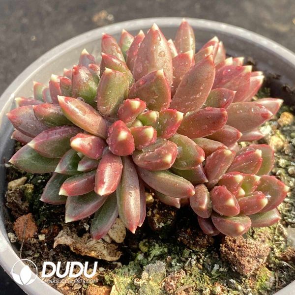 Pachyphytum Plato Clustering - Image 2