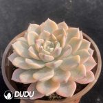 Echeveria Pink Beauty Variegated - Image 2