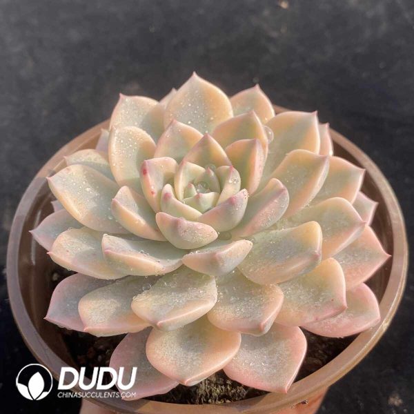 Echeveria Pink Beauty Variegated - Image 2