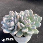 Graptopetalum M Xue Double Head - Image 2