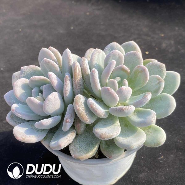 Graptopetalum M Xue Double Head - Image 2