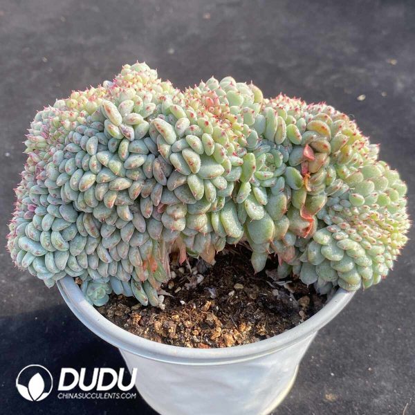 Echeveria Hani Variegated Cristata - Image 2